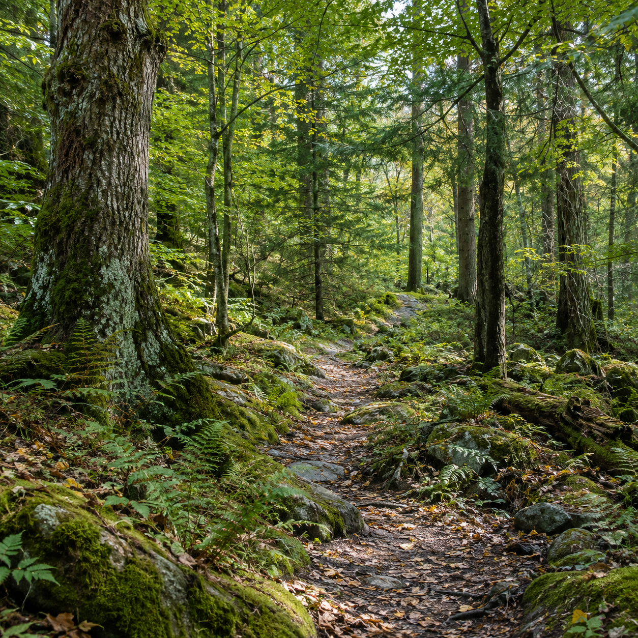 Imagen ilustrativa de un bosque; no es una fotografía del proyecto